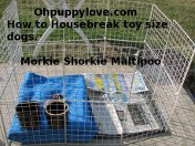 morkies for sale,shorkies for sale,maltipoos for sale,morkie puppy for sale,shorkie puppies for sale,maltipoo puppies for sale,chicago,illinois,wisconsin,morkies il,shorkie il,maltipoo il,dogs for sale,puppies for sale,dog breeds,morkie breeder il,morkie breeder wi,shorkie breeder wi,shorkie breeder il,maltipoo breeder wi,maltipoo breeder il,morkie new york,morkie breeder new york,morkie puppies for sale new york,shorkie breeder new york,shorkie breeder nyc,shorkie breeder ny,morkie breeder nyc,morkie breeder ny,shorkie puppies for sale new york,shorkie puppies for sale nyc,maltipoos for sale new york,maltipoos for sale nyc,maltipoos for sale ny,morkies for sale nyc,morkies for sale ny,shorkies for sale nyc,shorkie for sale nyc,shorkie for sale nyc,morkie for sale ny,morkie for sale nyc,maltipoo for sale ny,maltipoos for sale nyc,maltipoo puppies for sale nyc,maltipoo breeder ny,maltipoo breeder nyc,shorkies michigan,shorkie breeder michigan,morkie michigan,morkie michigan,morkie breeders nyc,morkie breeders ny,morkie breeders wi,morkie breeders illinois,morkie breeders il,morkie breeders wi,morkie breeders chicago,morkie breeders ny,shorkie breeders mi,shorkie breeders nyc,shorkie breeders nyc,shorkie breeders mi,maltipoo breeders wi,maltipoo breeders mi,maltipoo breeders michigan,maltipoo breeders il,maltipoo breeders illinois,maltipoo breeders chicago,maltipoo breeders ny,maltepoo wi,maltepoo il,maltepoo illinois