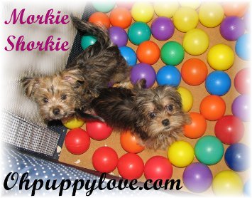 morkies for sale,shorkies for sale,maltipoos for sale,morkie puppy for sale,shorkie puppies for sale,maltipoo puppies for sale,chicago,illinois,wisconsin,morkies il,shorkie il,maltipoo il,dogs for sale,puppies for sale,dog breeds,morkie breeder il,morkie breeder wi,shorkie breeder wi,shorkie breeder il,maltipoo breeder wi,maltipoo breeder il,morkie new york,morkie breeder new york,morkie puppies for sale new york,shorkie breeder new york,shorkie breeder nyc,shorkie breeder ny,morkie breeder nyc,morkie breeder ny,shorkie puppies for sale new york,shorkie puppies for sale nyc,maltipoos for sale new york,maltipoos for sale nyc,maltipoos for sale ny,morkies for sale nyc,morkies for sale ny,shorkies for sale nyc,shorkie for sale nyc,shorkie for sale nyc,morkie for sale ny,morkie for sale nyc,maltipoo for sale ny,maltipoos for sale nyc,maltipoo puppies for sale nyc,maltipoo breeder ny,maltipoo breeder nyc,shorkies michigan,shorkie breeder michigan,morkie michigan,morkie michigan,morkie breeders nyc,morkie breeders ny,morkie breeders wi,morkie breeders illinois,morkie breeders il,morkie breeders wi,morkie breeders chicago,morkie breeders ny,shorkie breeders mi,shorkie breeders nyc,shorkie breeders nyc,shorkie breeders mi,maltipoo breeders wi,maltipoo breeders mi,maltipoo breeders michigan,maltipoo breeders il,maltipoo breeders illinois,maltipoo breeders chicago,maltipoo breeders ny