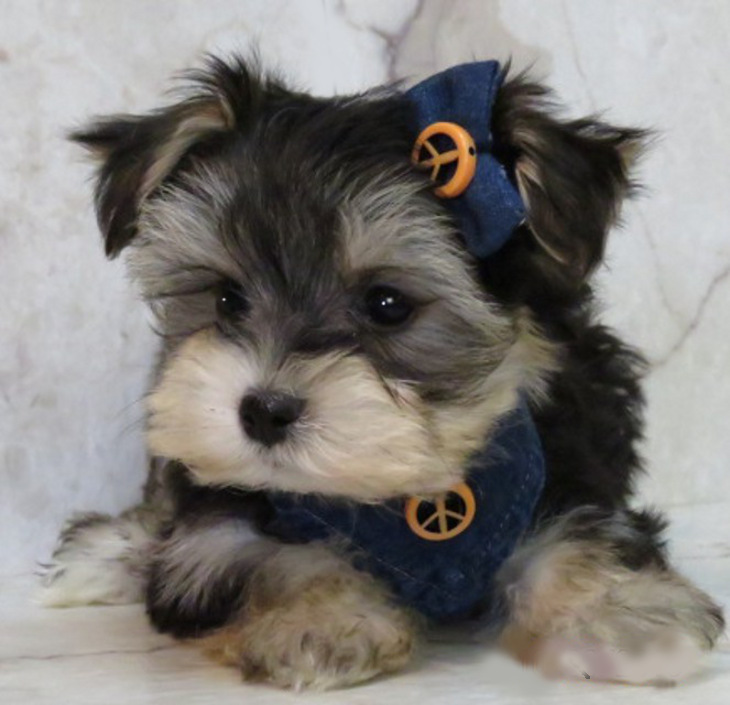36 HQ Pictures Morkie Puppies For Sale Michigan / Morkie Puppies For Sale | Sterling Heights, MI #210659
