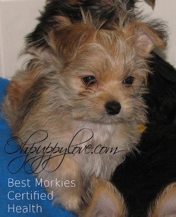 30 Best Pictures Puppy Adoption Atlanta / Adopt a Labrador Retriever puppy near Atlanta, GA | Get ...