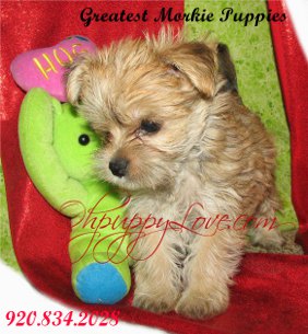 dogs,dog,puppies,puppy,dog breeds,puppies for sale,small dogs,dog breeders,pet dog,lap dog,mixed breed dogs,dog for sale,puppy for sale,mixed breed puppies,designer puppies,designer dogs,dogs puppies for sale,smal mixed breed dogs,allergy friendly dogs,puppy breeder,wisconsin dog breeders,minnesota dog breeders,illinios dog breeders,puppy dogs for sale,dogs for sale wisconsin,dogs for sale illinois,dogs for sale minnesota,allergy friendly dog breeds,hypoallergenic dogs,yorkie maltese cross,shihtzu yorkie cross,morkie video,shorkie video,morkie pictures,shorkie pictures,morkie hybrid dogs,maltese yorkshire terrier cross,morkie nyc,shorkie nyc,morkie ny,shorkie ny,morky,morkie photos,shorkie photos,morkie dog,shorkie dog,morkie dog breed,shorkie dog breed,morkie dog,shorkie dog,morkie information,shorkie information,shorkie puppies for sale,brown and black shorkie puppies,information about shorkie dog,sugar shorkie puppy,shorkie puppies for sale in michigan,shorkie puppies for sale in tx,shorkie puppies for sale in wi,shorkie puppies for sale il,shorkie puppies for sale minnesota,shorkie puppies for sale mn,shorkie puppies for sale twin cities,shorkie puppies for sale chicago,brown black shorkie puppies,shorkie puppies for sale in wa state,shorkie puppies for sale in south ga,shorkie,shorkie puppy,shorkie puppies,shorkie tzu,shorkies for sale,shorkie puppy for sale,sugar teacup shorkie puppy,shorkie puppies,shorkies,shorkies for sale,shorkie breeder,shorkie chicago,shorkie puppies for sale chicago,shorkie puppies chicago,shorkie puppies mn,morkie puppies for sale,morkie puppies for sale new york,morkie puppies for sale il,morkie puppies for sale wi,morkie puppies for sale chicago,morkie puppies for sale mn,morkie puppies for sale minesota,morkie,morkies,morkie puppy,morkie puppy for sale,morkies for sale,morkie puppy chicago,morkie puppies mn,morkie puppies for sale twin cities,morkie puppies for sale southern illinois,morkie puppies for sale in mn,teacup morkie for sale,morkie breeders us,morkie breeders,morkie breeders mn,morkie breeders illinois,morkie breeder il,morkie breeders wi,morkie for sale,morkies puppies for sale,morkies for sale in lowa,morkies for adoption,shorkies for adoption,maltese yorkie,malkie,yorktese,morkies peoria il,morkie puppy care,female morkie